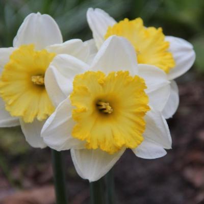 narcissus-bright-sun