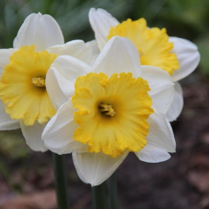 Narcissus 'Bright Sun' plant