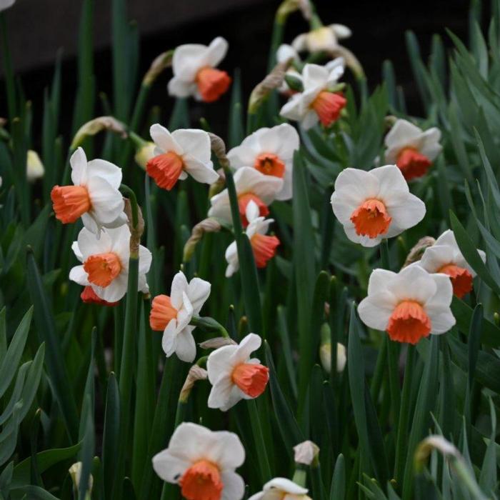 Narcissus 'Brook Ager' plant