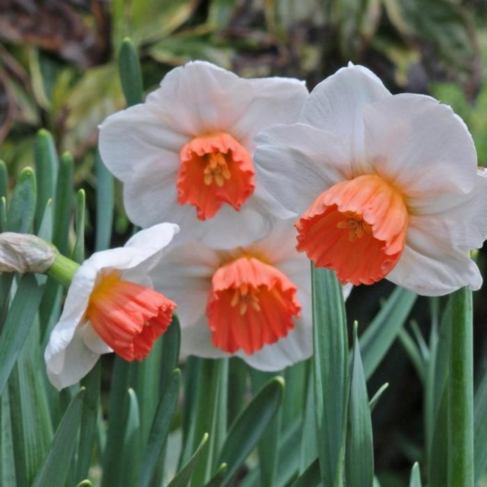 Narcissus 'Brook Ager' plant