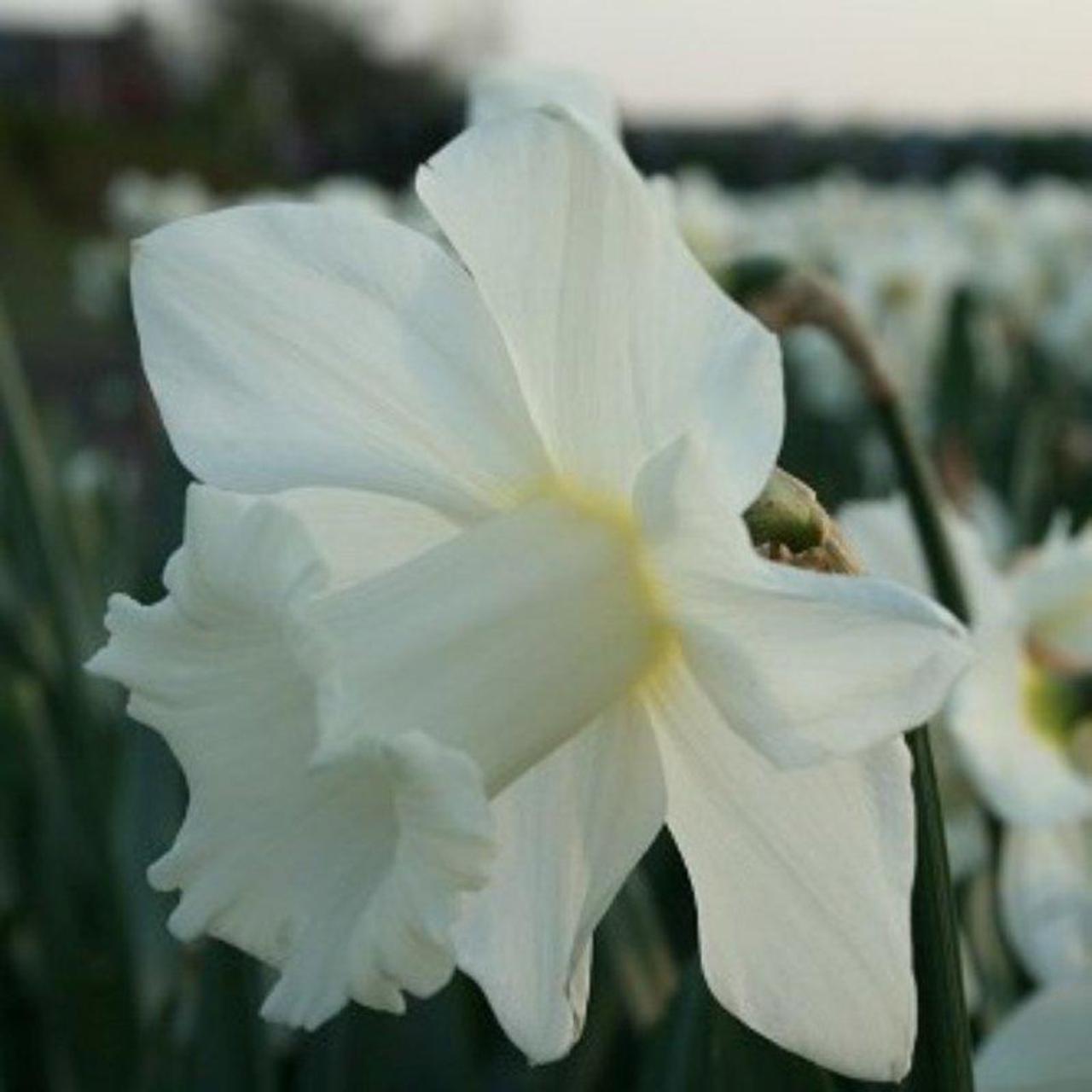 Narcissus 'Broughshane' plant