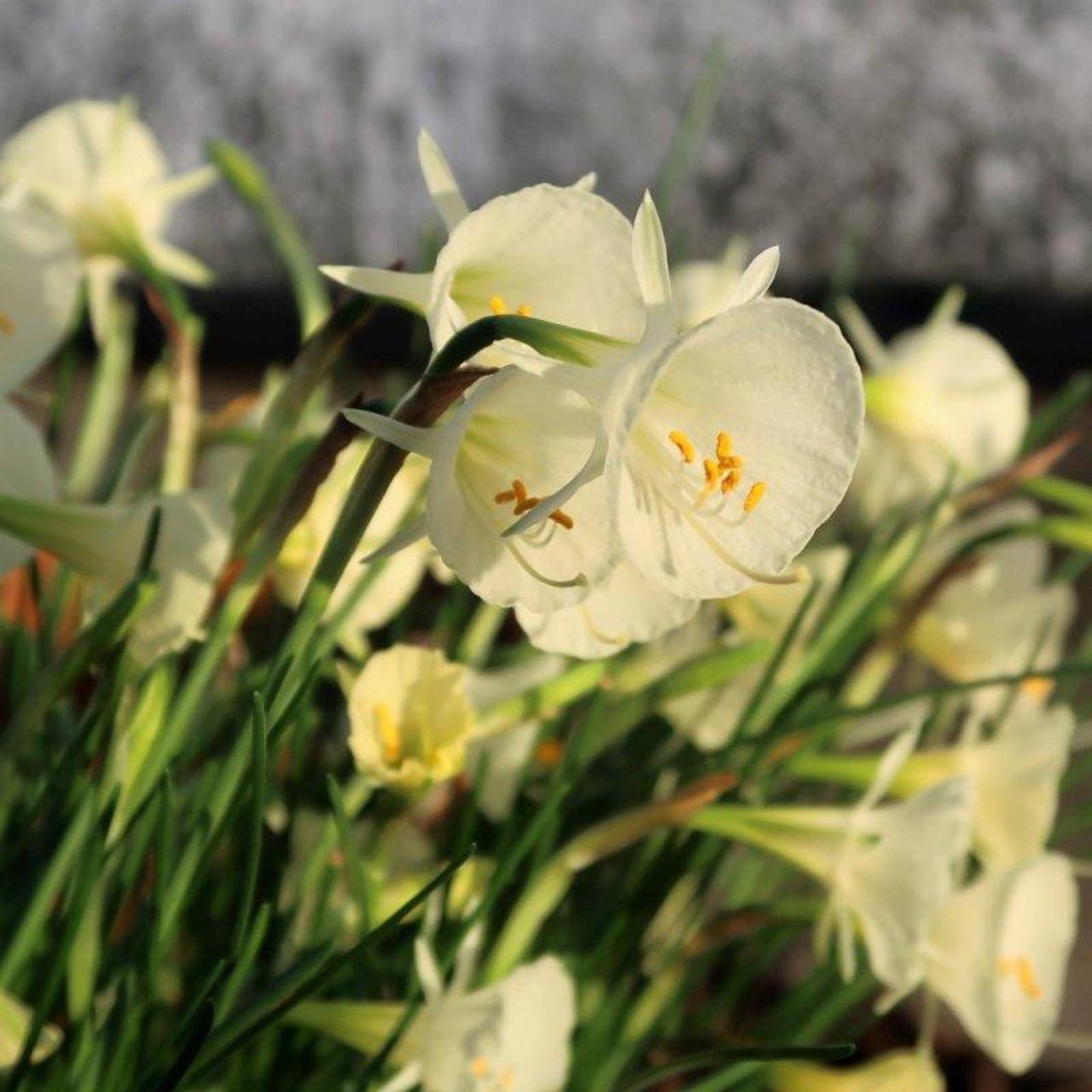 Narcissus bulbocodium 'Arctic Bells' plant