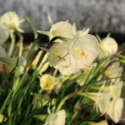 narcissus-bulbocodium-arctic-bells