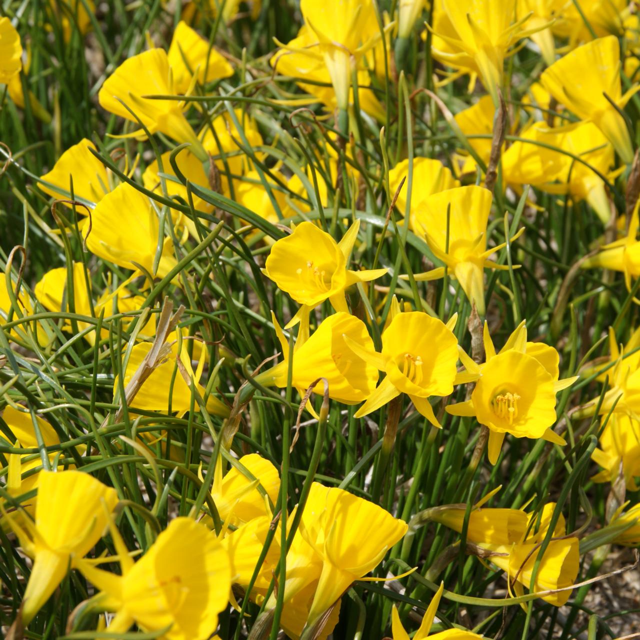 Narcissus bulbocodium 'Golden Bells' plant