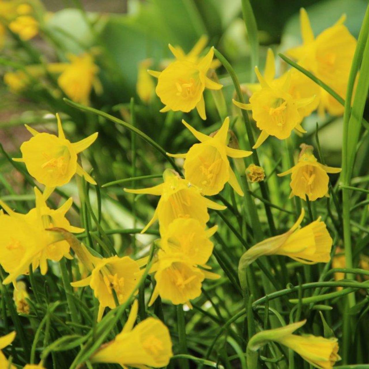 Narcissus bulbocodium 'Golden Bells' plant