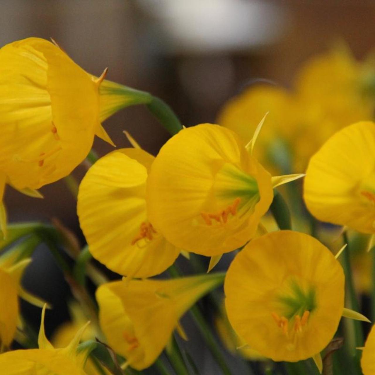 Narcissus bulbocodium 'Oxford Gold' plant