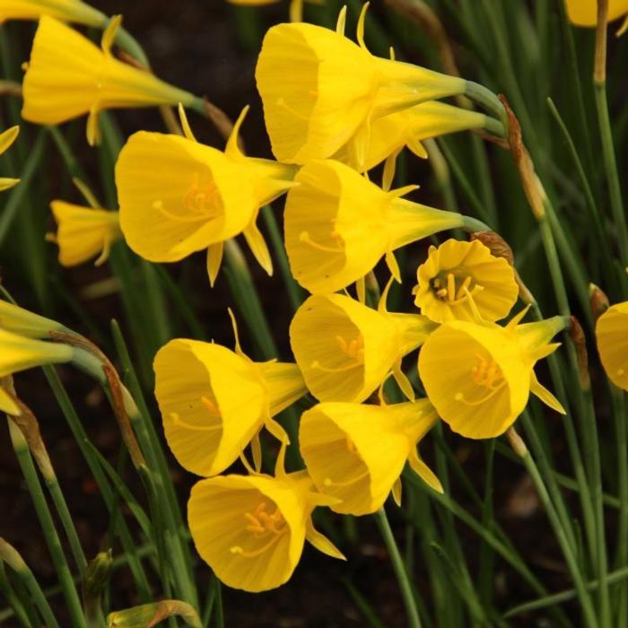 Narcissus bulbocodium 'Oxford Gold' plant