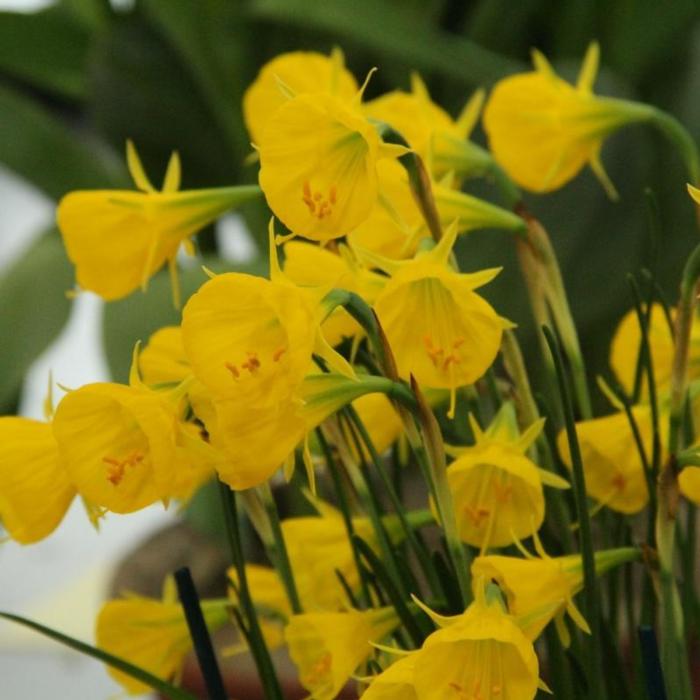 Narcissus bulbocodium 'Oxford Gold' plant