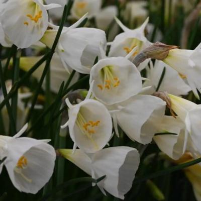 narcissus-bulbocodium-white-petticoat