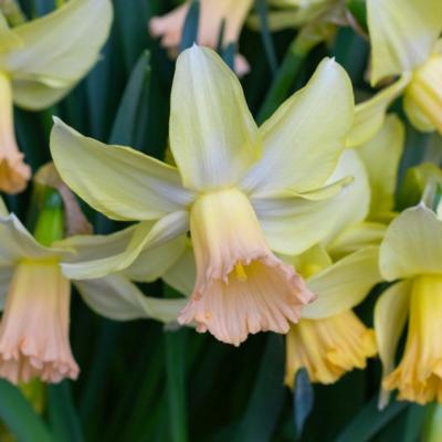 narcissus-carice