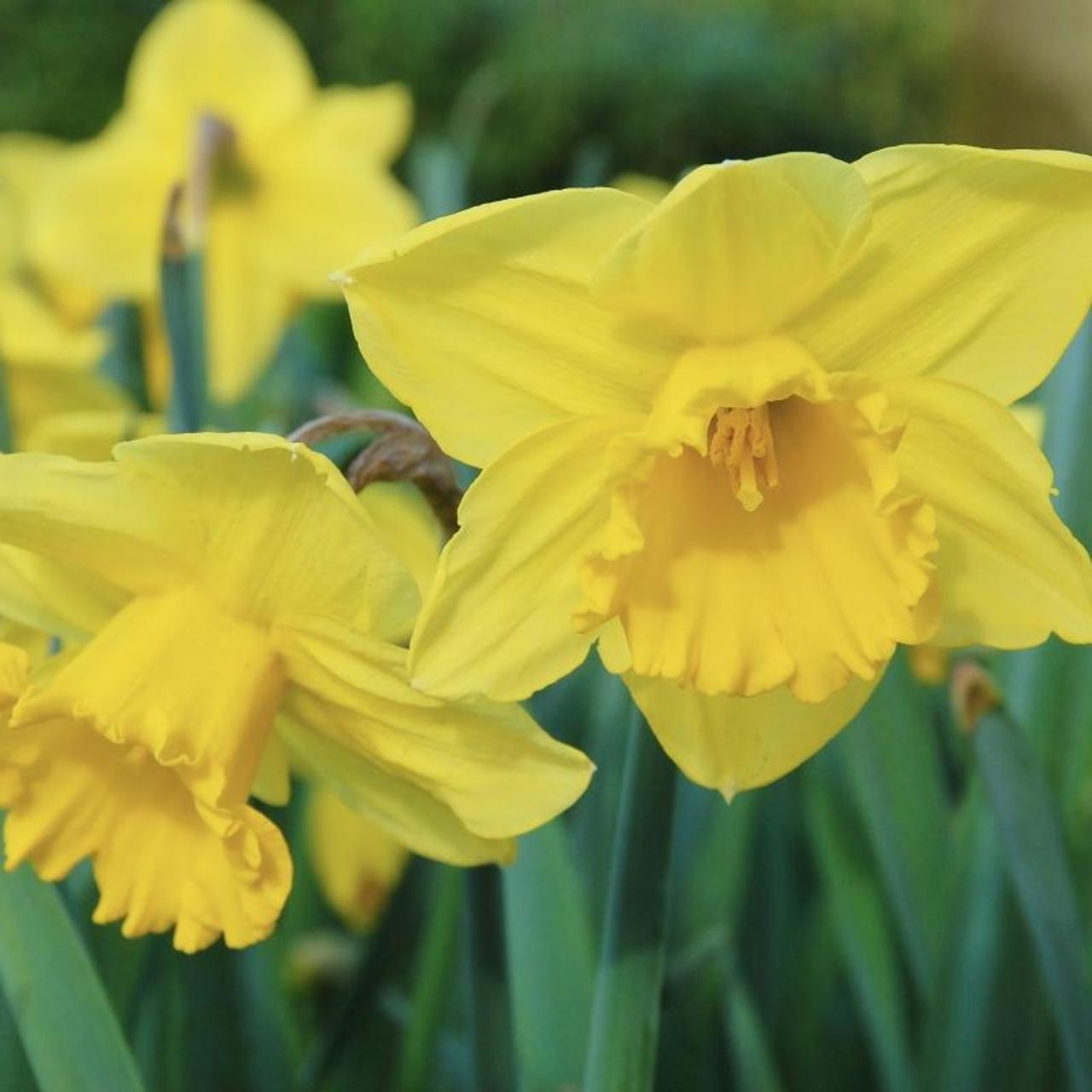 Narcissus 'Carlton' plant