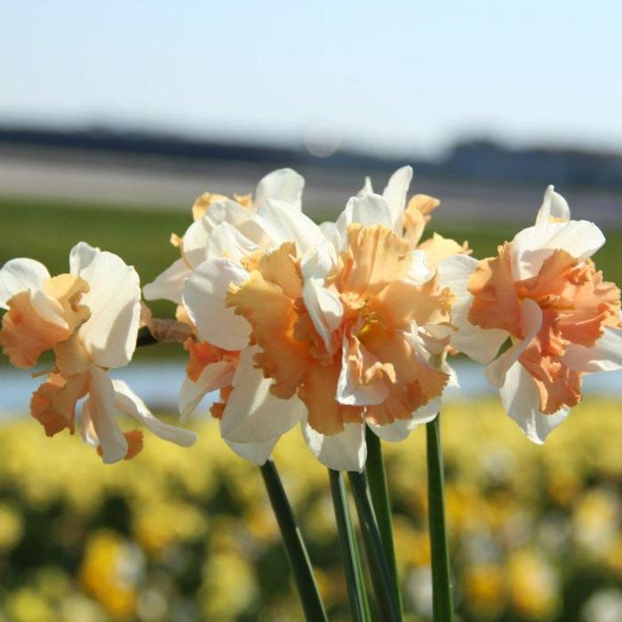 Narcissus 'Casanova' plant