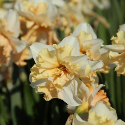 narcissus-casanova
