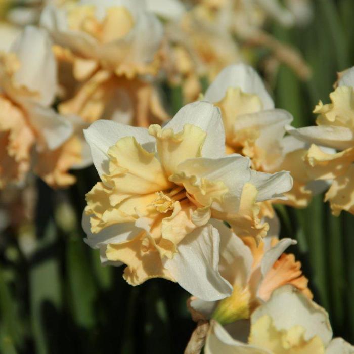 Narcissus 'Casanova' plant