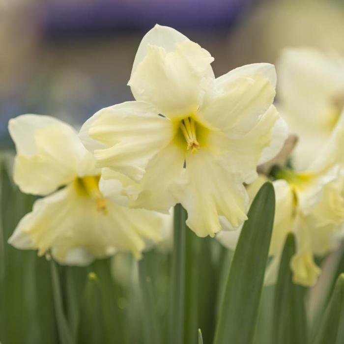 Narcissus 'Cassata' plant