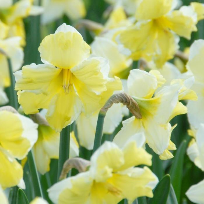 Narcissus 'Cassata' plant