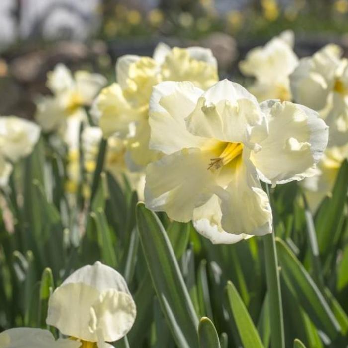 Narcissus 'Cassata' plant
