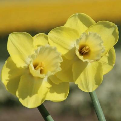 narcissus-chemeketa