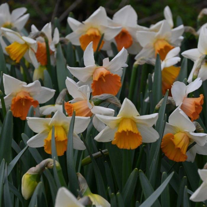 Narcissus 'Chromacolor' plant