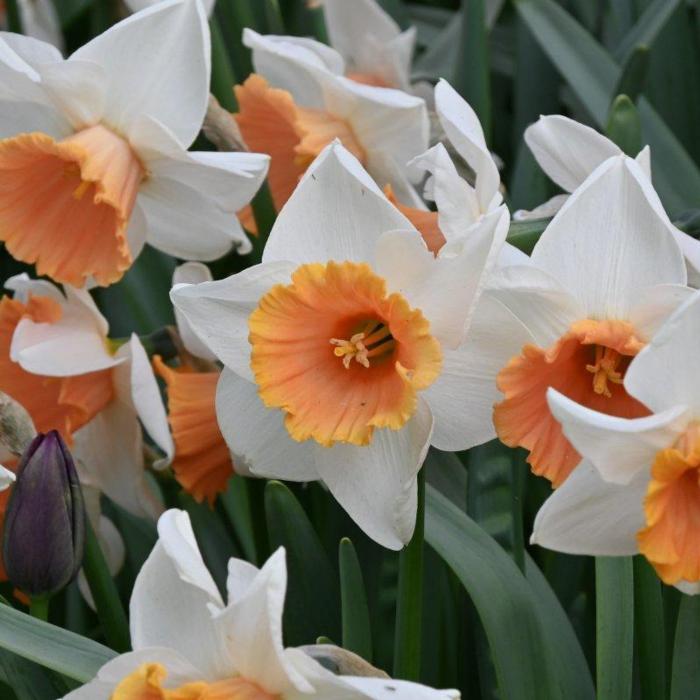Narcissus 'Chromacolor' plant