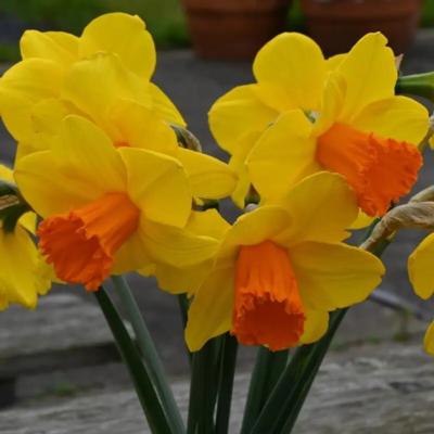 narcissus-classic-garden