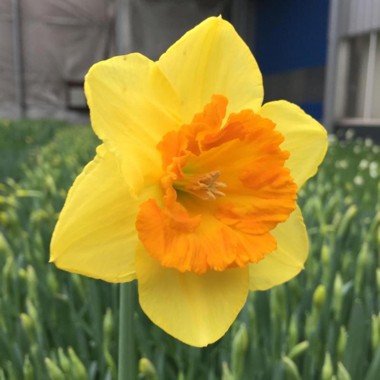 Narcissus 'Coral Crown' plant