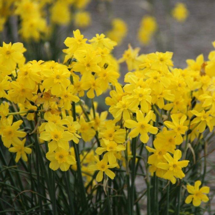 Narcissus cordubensis plant