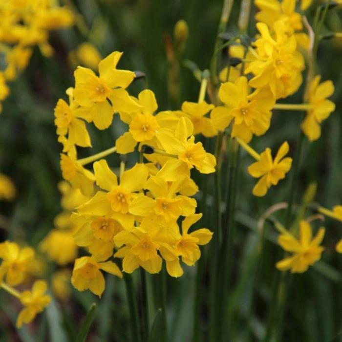 Narcissus cordubensis plant