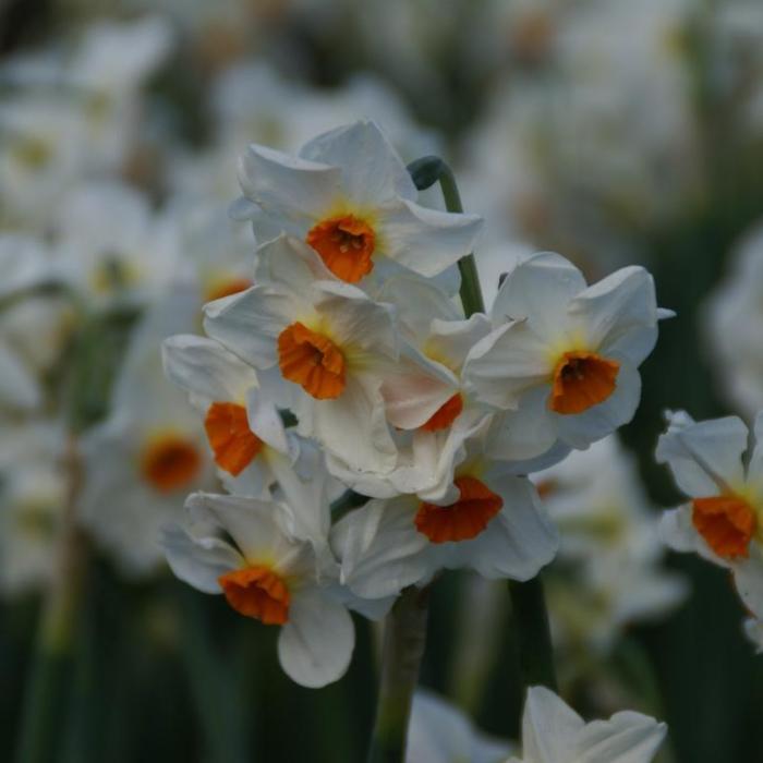 Narcissus 'Cragford' plant