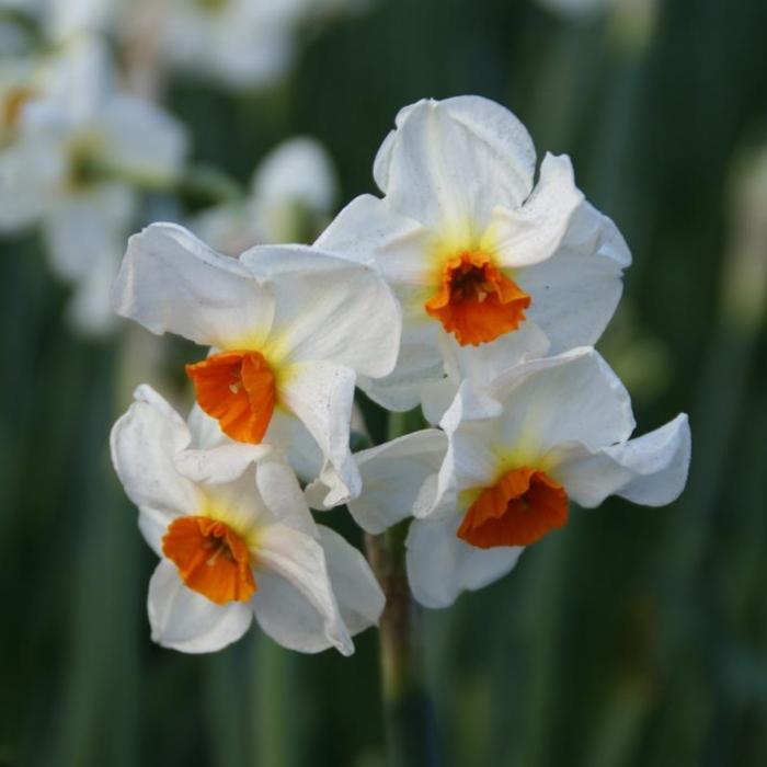 Narcissus 'Cragford' plant