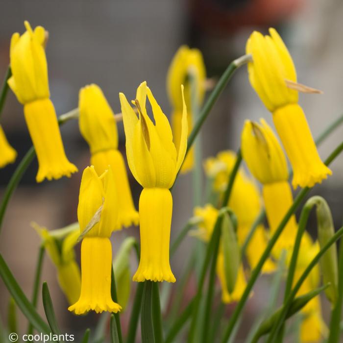 Narcissus cyclamineus plant