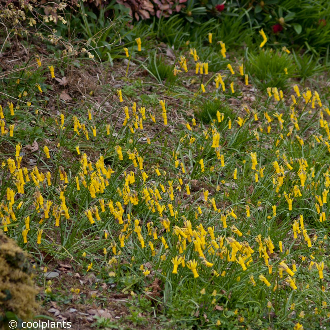 Narcissus cyclamineus - planten kopen bij Coolplants