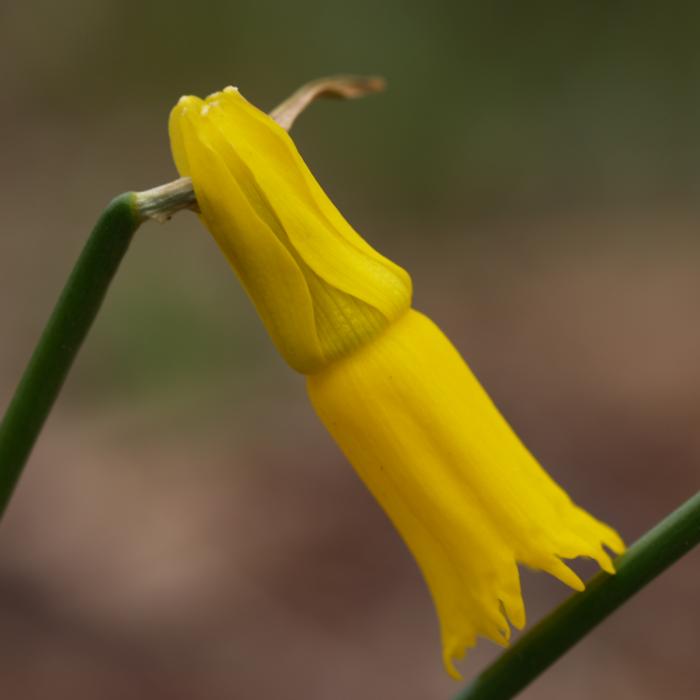 Narcissus cyclamineus plant