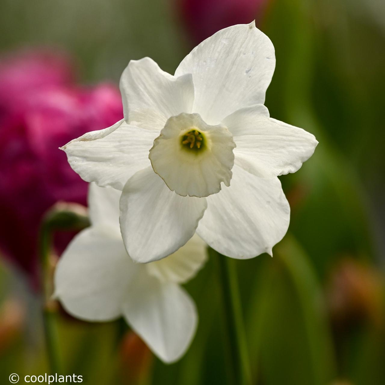 Narcissus 'Dainty Miss' plant