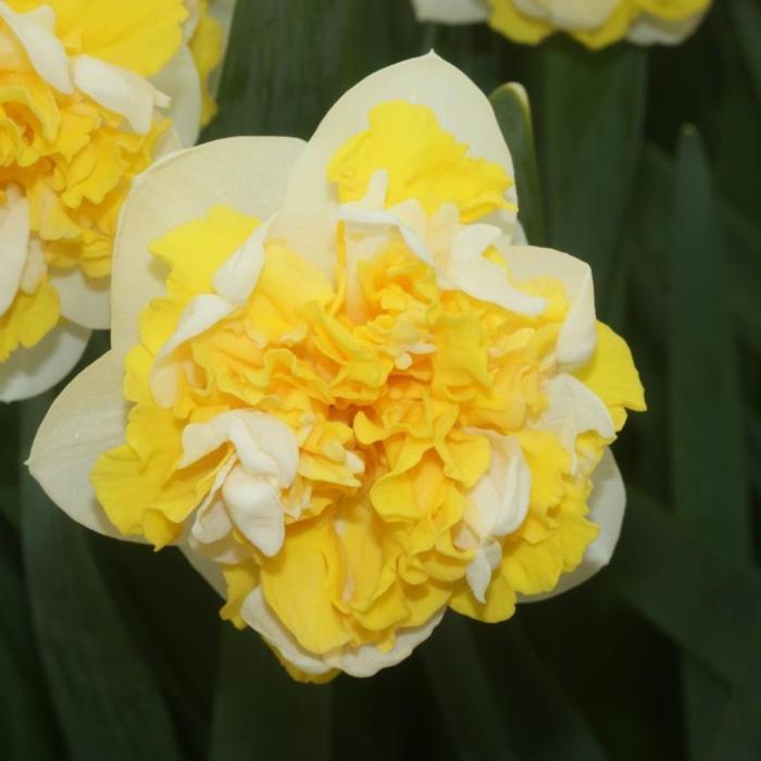 Narcissus 'Doctor Witteveen' plant