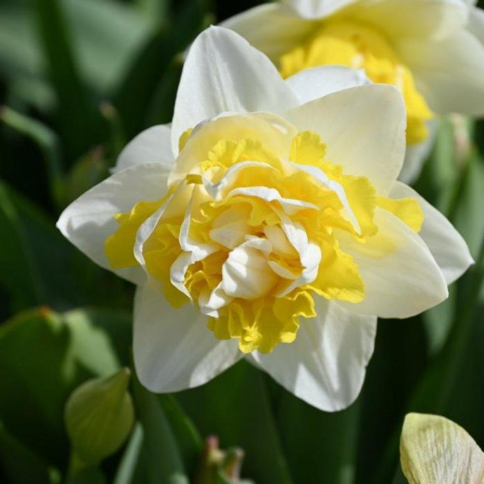 Narcissus 'Doctor Witteveen' plant
