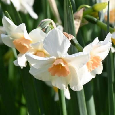 narcissus-doll-baby