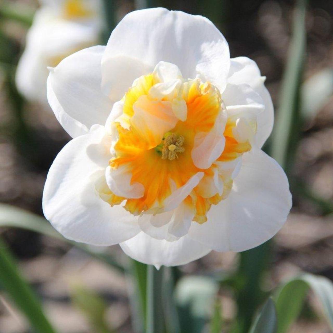 Narcissus 'Dolly Mollinger' plant