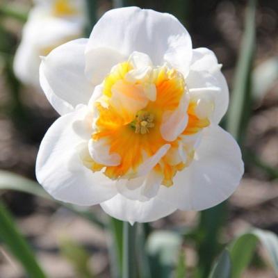 narcissus-dolly-mollinger