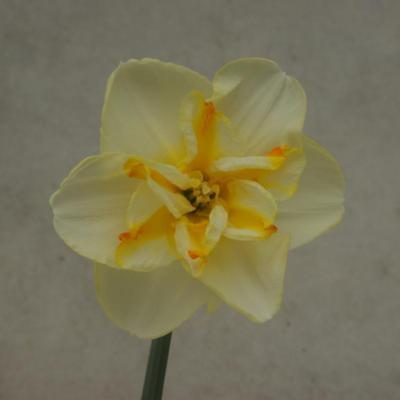 narcissus-donaupark