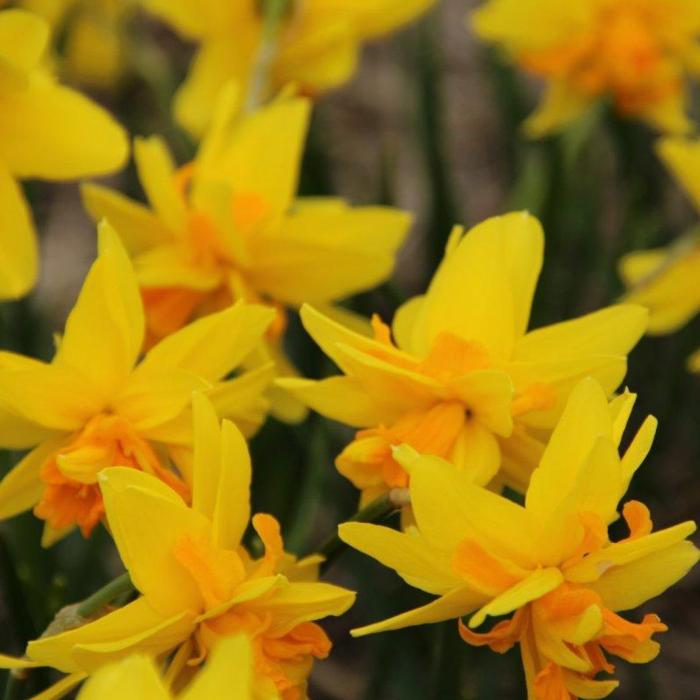 Narcissus 'Double Itzim' plant