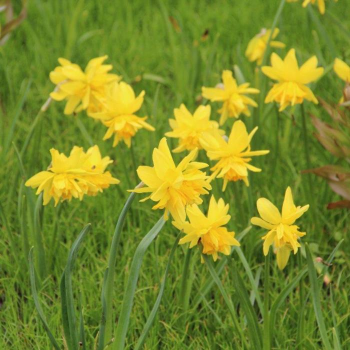 Narcissus 'Double Itzim' plant