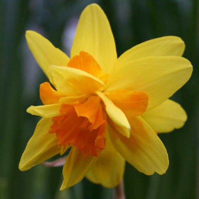 Narcissus 'Double Itzim' plant