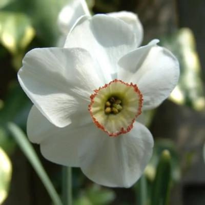 narcissus-dreamlight