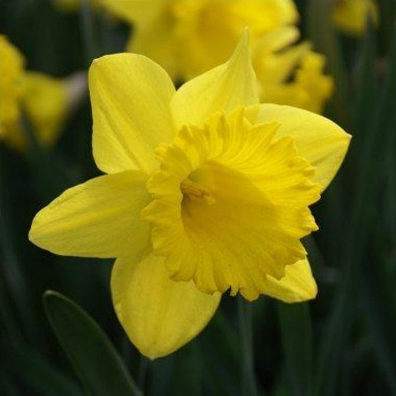 Narcissus 'Dutch Master' plant
