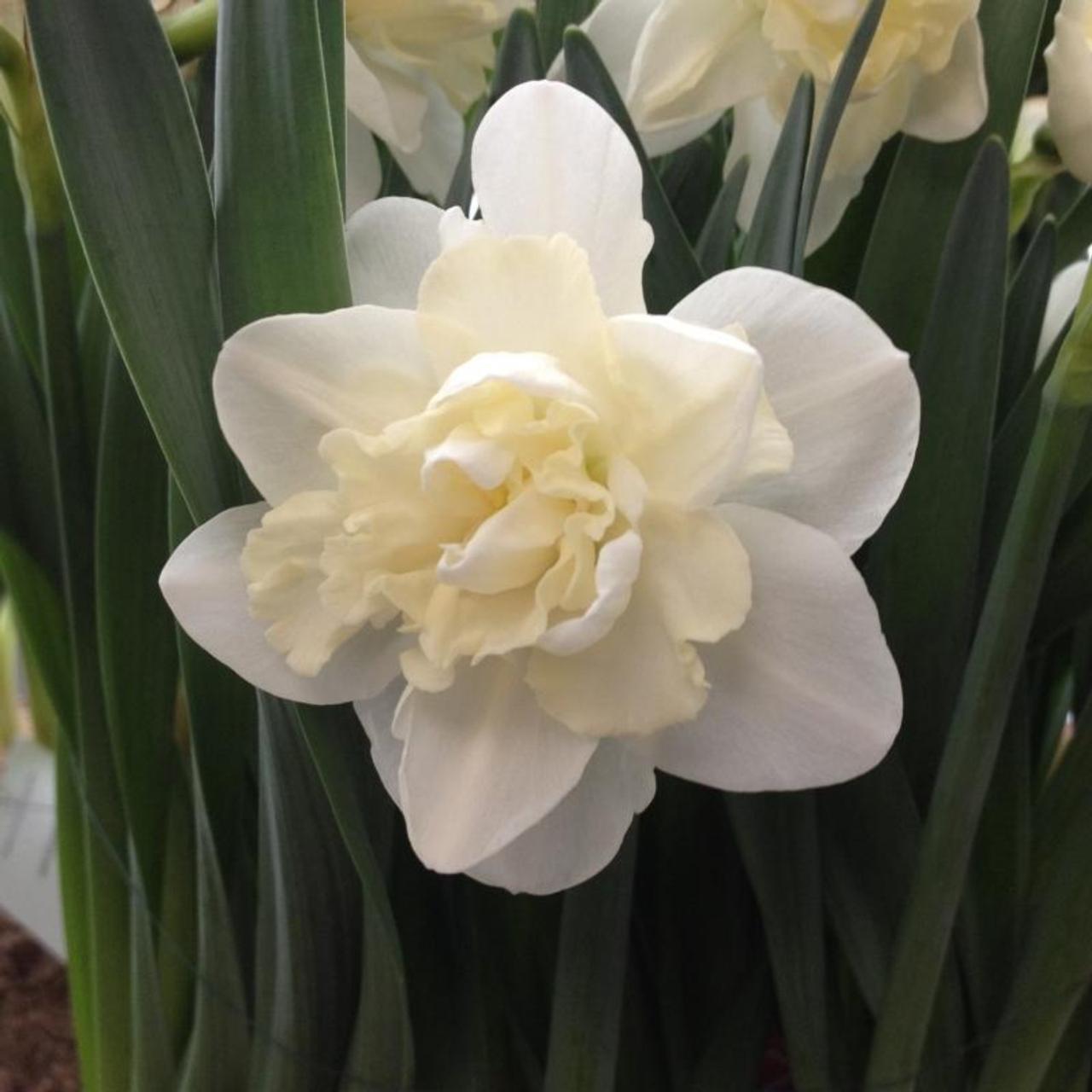 Narcissus 'Easter Born' plant