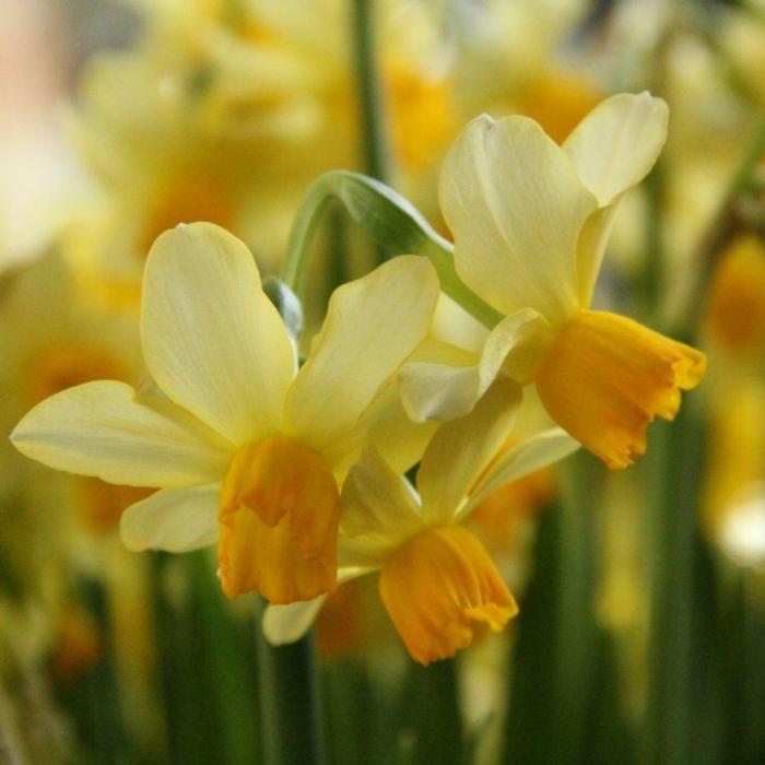 Narcissus 'Eaton Song' plant