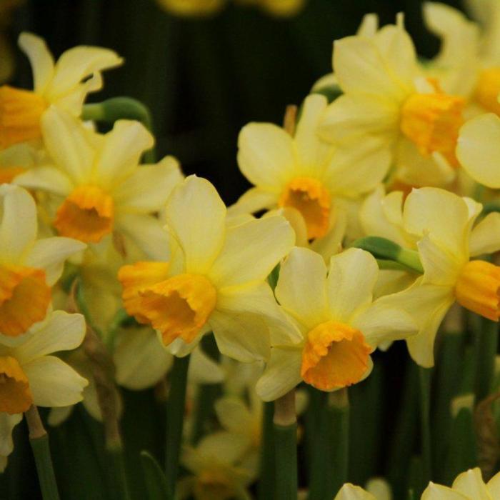 Narcissus 'Eaton Song' plant