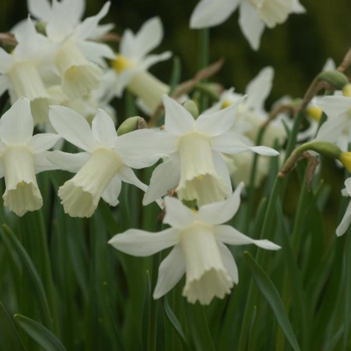 Narcissus 'Elka' plant