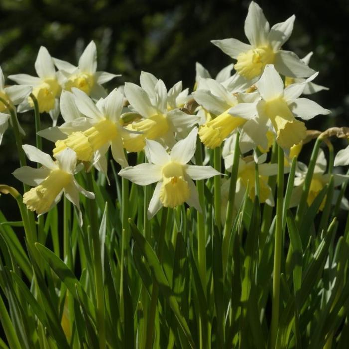 Narcissus 'Elka' plant